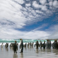 King-Penguin_MG_3728